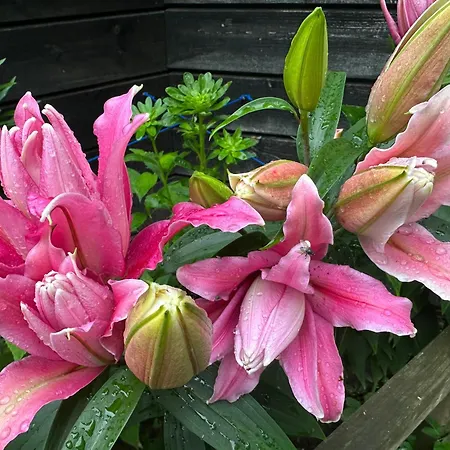 Teeveere Sea House Feriehus