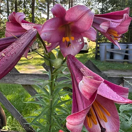 Teeveere Sea House Treimani