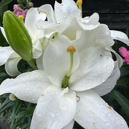 Teeveere Sea House * Treimani