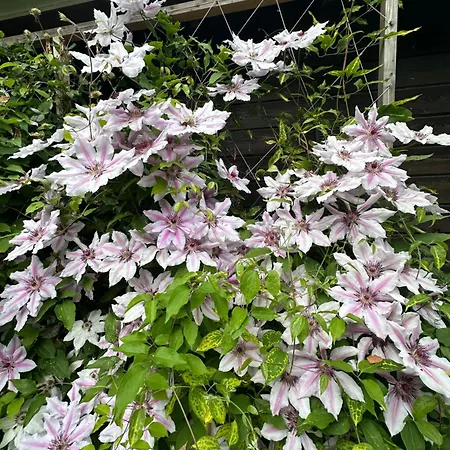 Teeveere Sea House Treimani