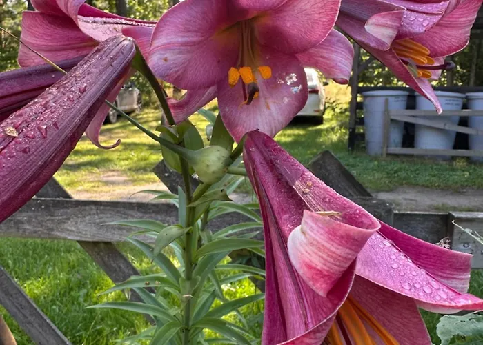 Teeveere Sea House Treimani