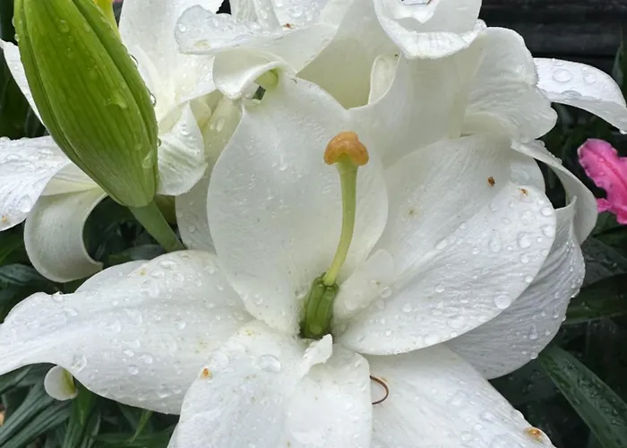 Teeveere Sea House * Treimani