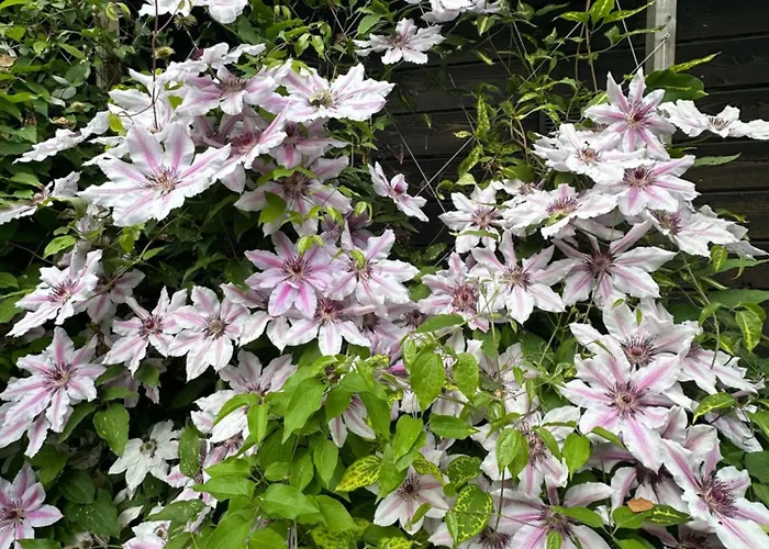 Teeveere Sea House Treimani